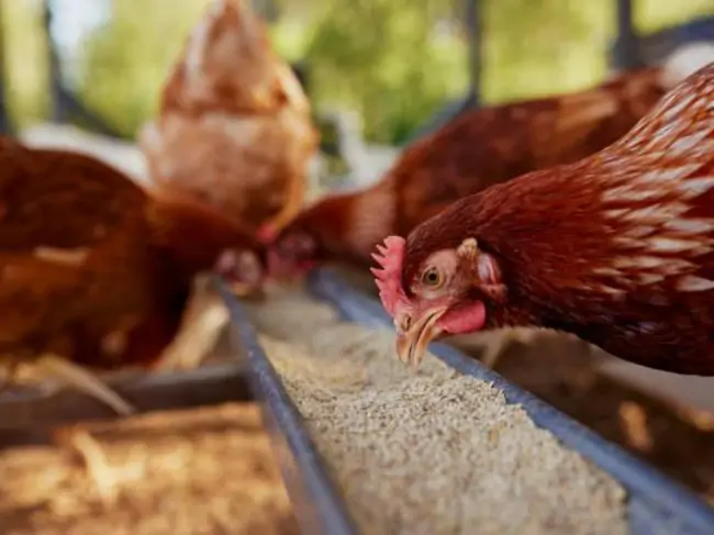 Animal-Feed-Delivery