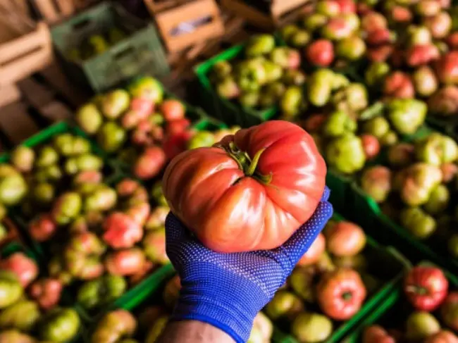 Farm-to-Market-Mill-Transport