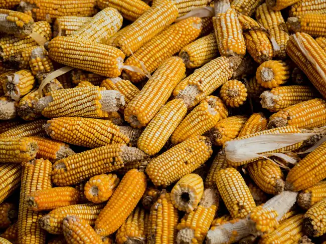 Harvest-Season-Logistics