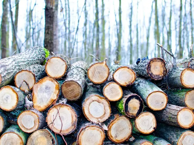 Landscaping-Forestry