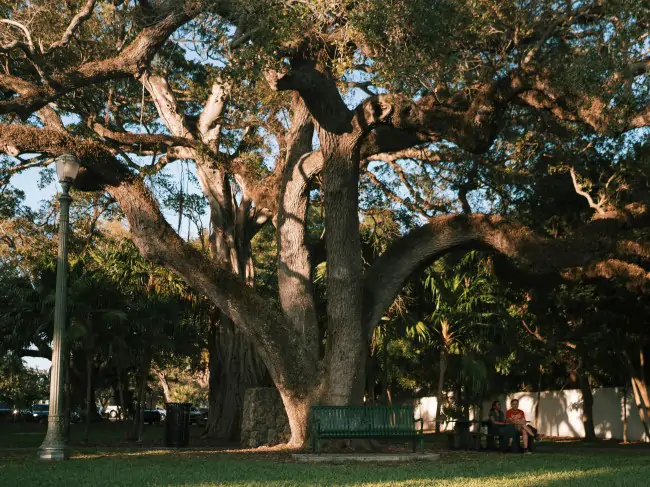 Tree-Service-Landscaping